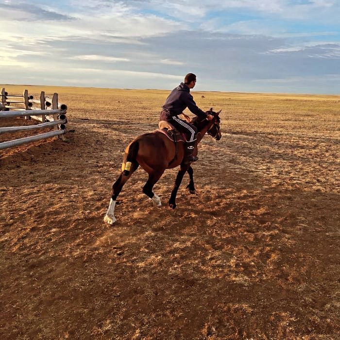 Продам жеребца 3 года