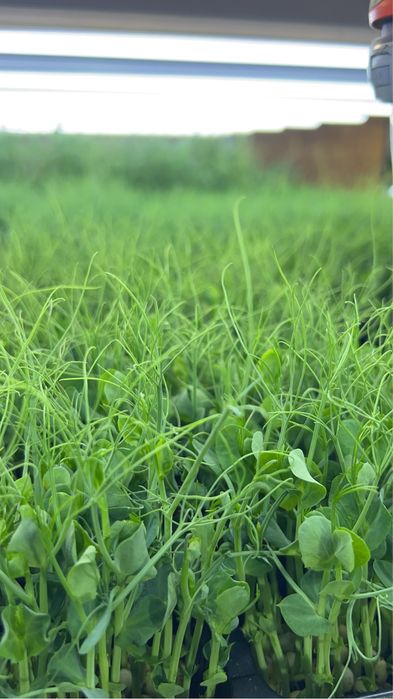 Microplante En Gross