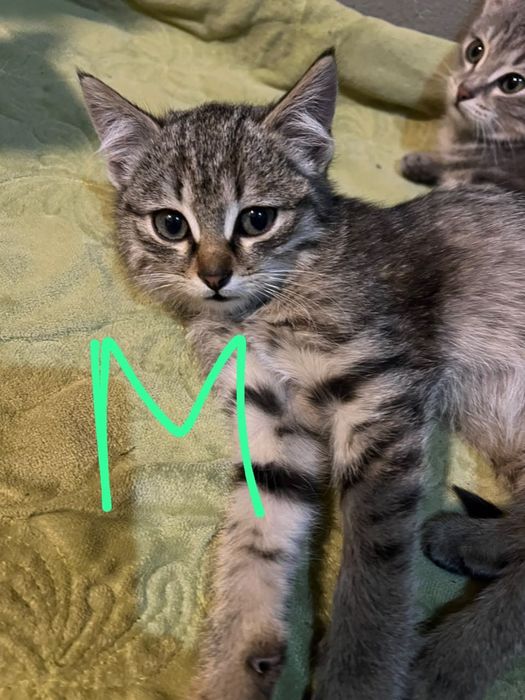 Бесплатно котёнок
