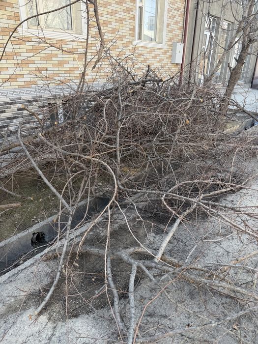 Otin утин мевли дарахт