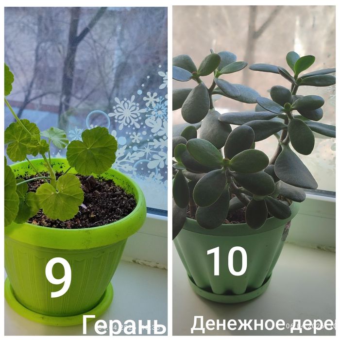 Продам растения и цветы