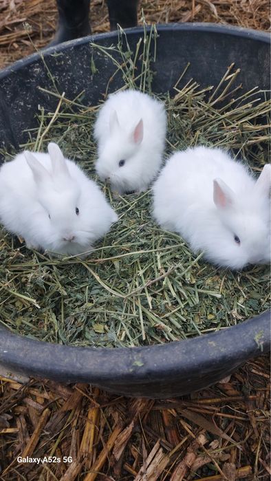 Iepurasi pitici cap de leu