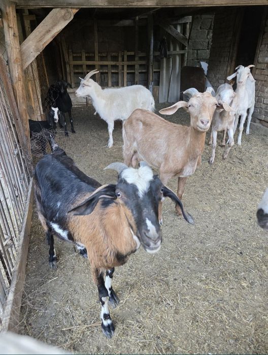 Продам коз ешкі сатам