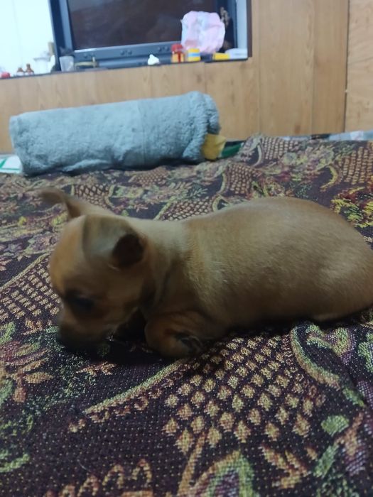 Очаровательные чихуашки