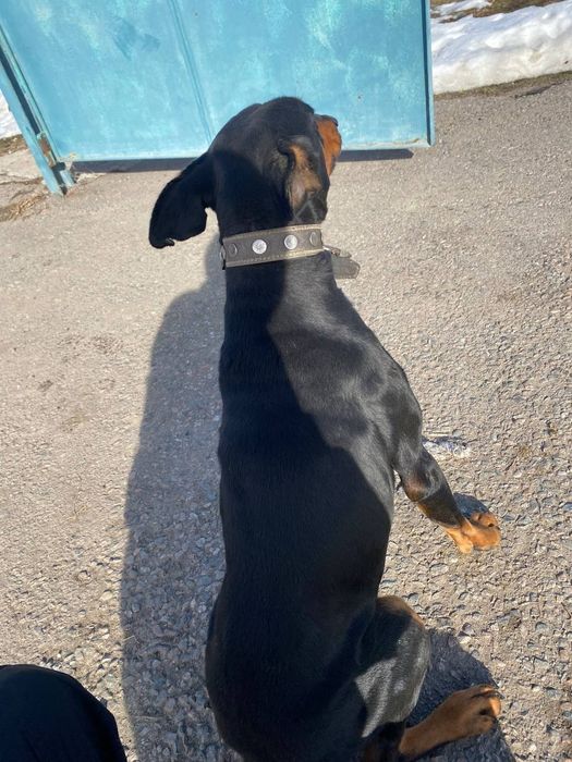 Прадам Доберман мальчик