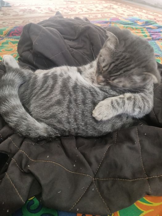 Кошка вислоухий.