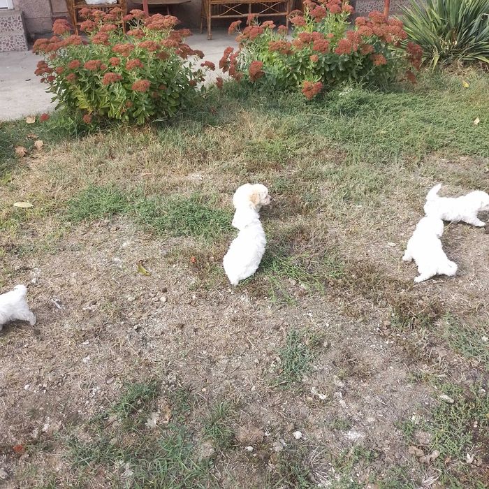 Vand bichoni bolonezi, 6 săptămâni,deparazitați și jucăuși