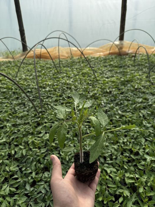 Разсад домати