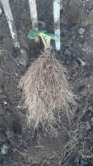 Stoloni Capsuni A+ Premium