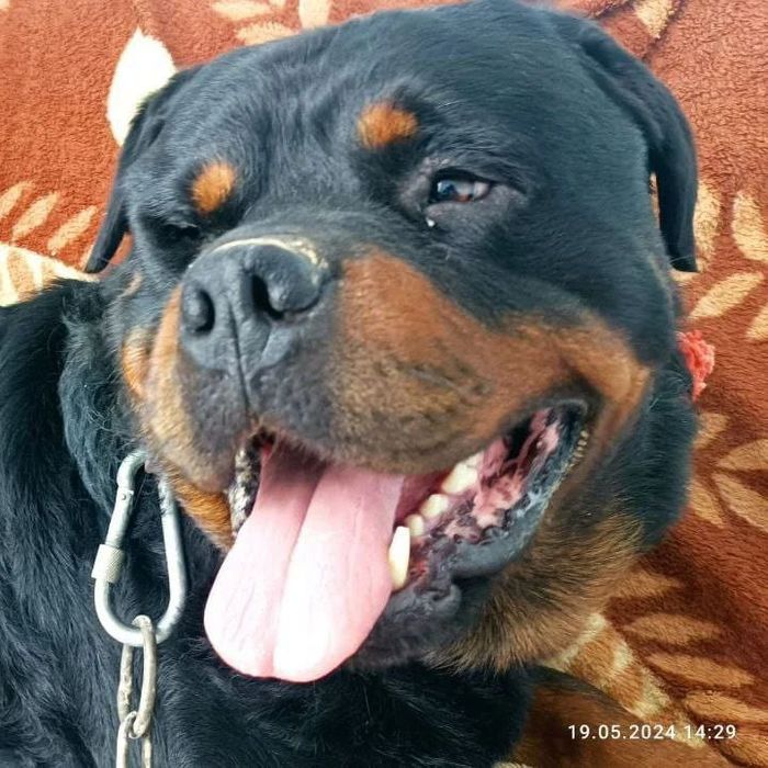 Roldveller paroda sotiladi