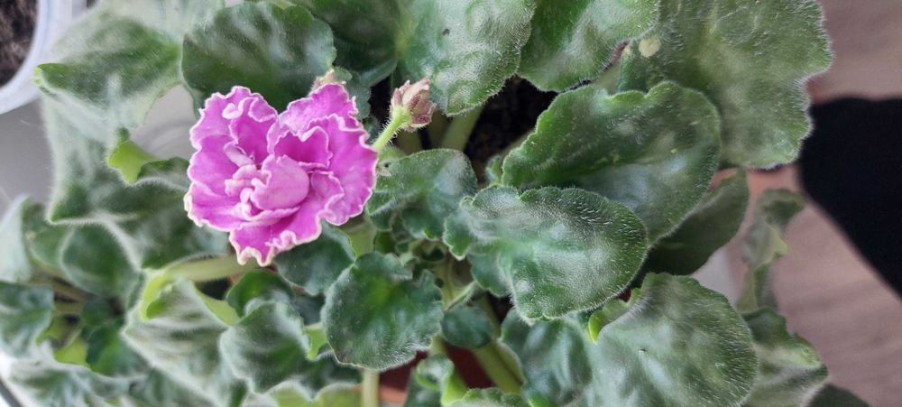 Продам     фиалки