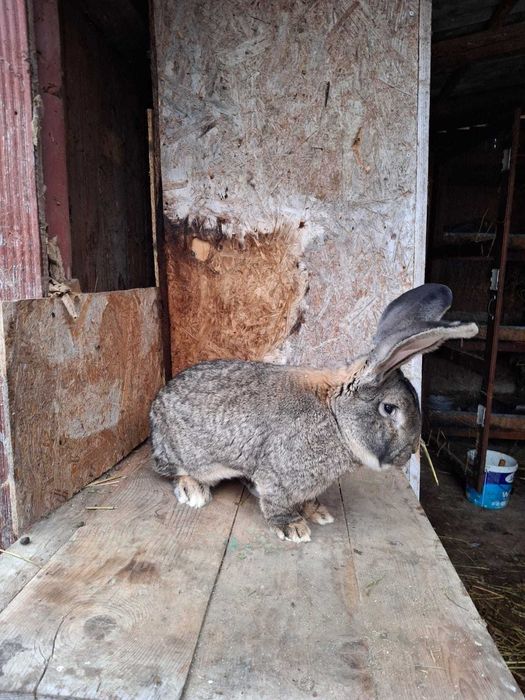 Mascul uriaș german