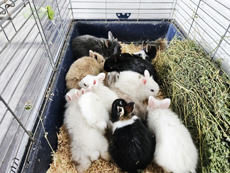 Iepurași pitici cap de leu, Cadou de Paste