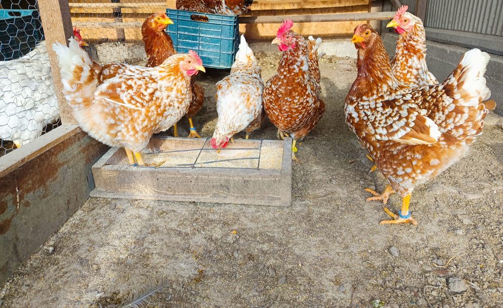 Familie găini pita pinta roxa 1+3