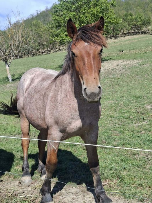 Vând o mânză de 2 ani.  Vând 3 oi rasa Rouge de I'Ouest