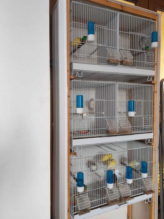 Vand canari si canarite