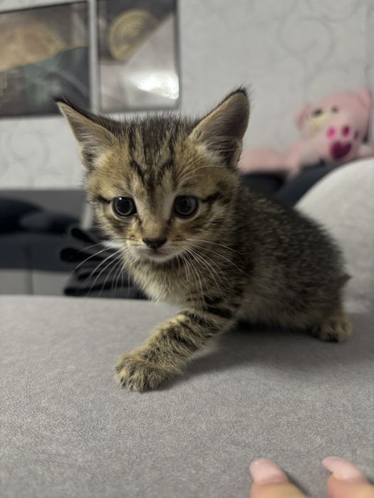 Отдам бесплатно котёнка-девочку