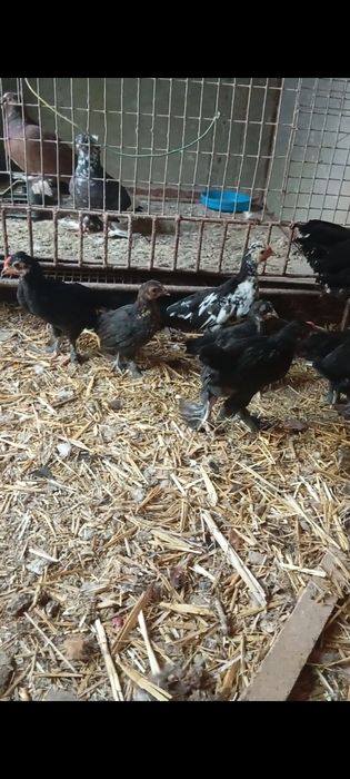 Япон жужалар сотилади