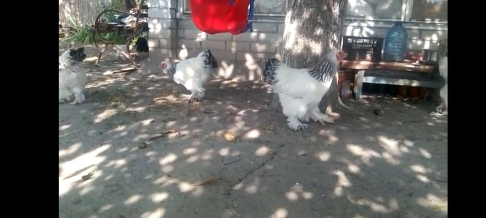 Брама хорозлари сотилади