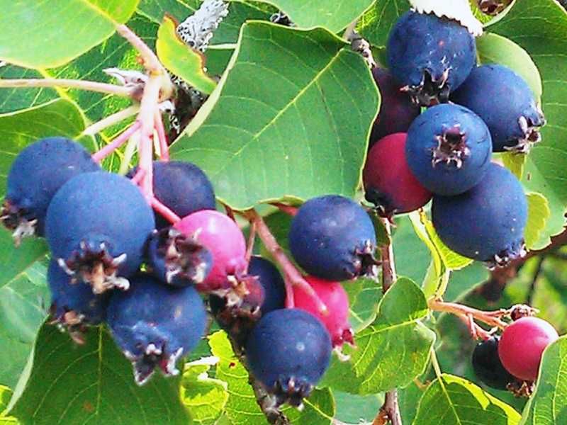 Саженцы плодовых кустарников