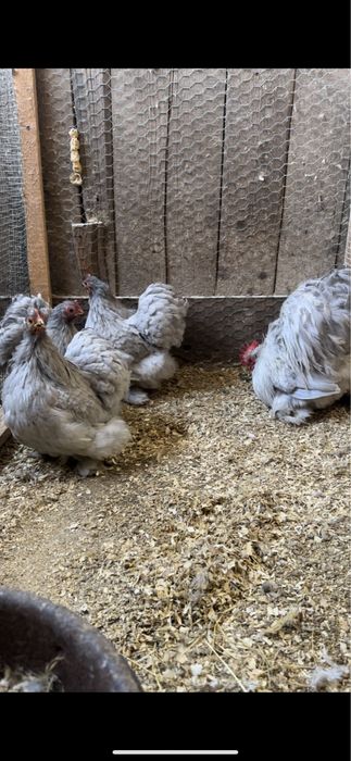 Cochinchina pitic 3+1