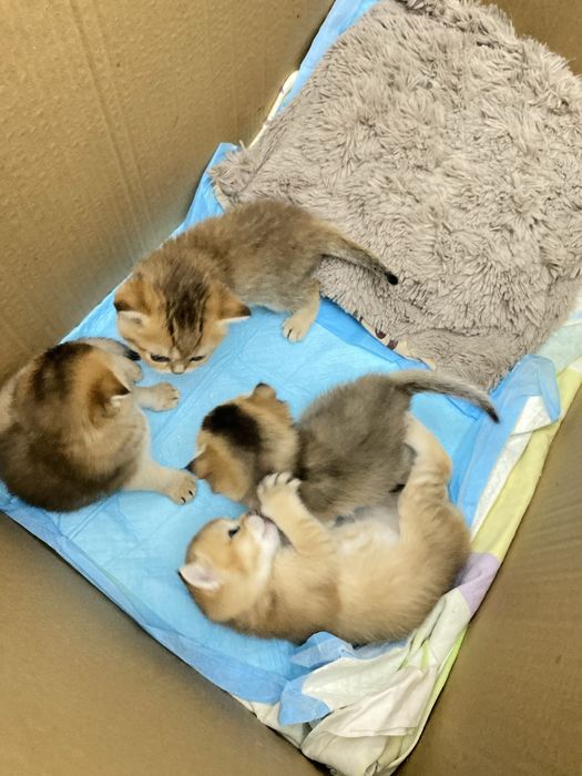 котята  шиншиллы