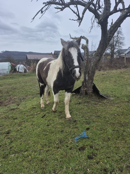 Vând cârlană semigrea