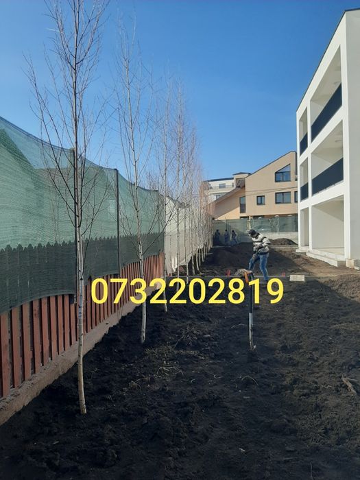 Vand tuia,brazi,mesteacăn,tei,magnoli,platan,carpen, etc