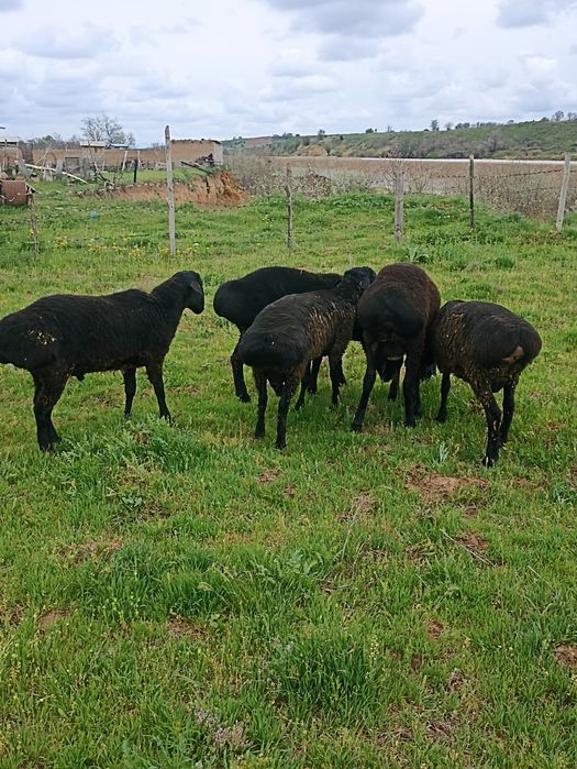 5бас қошқар сатылады