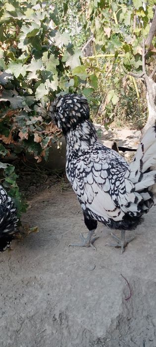 Dekarativni paduvan tovuqlar sotiladi