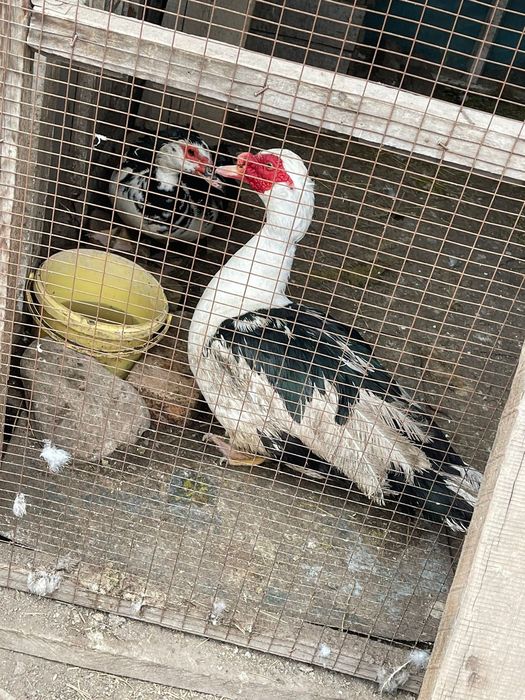 Индоутки (селезень ) Гуси и куры