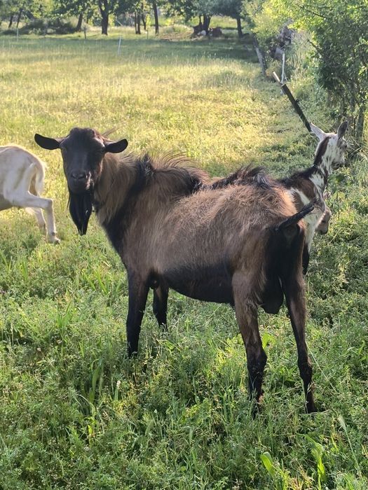 Vând țap alpin francez