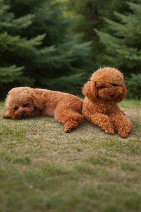 Toy & Mini poodle, FCI, Genetic, PL
