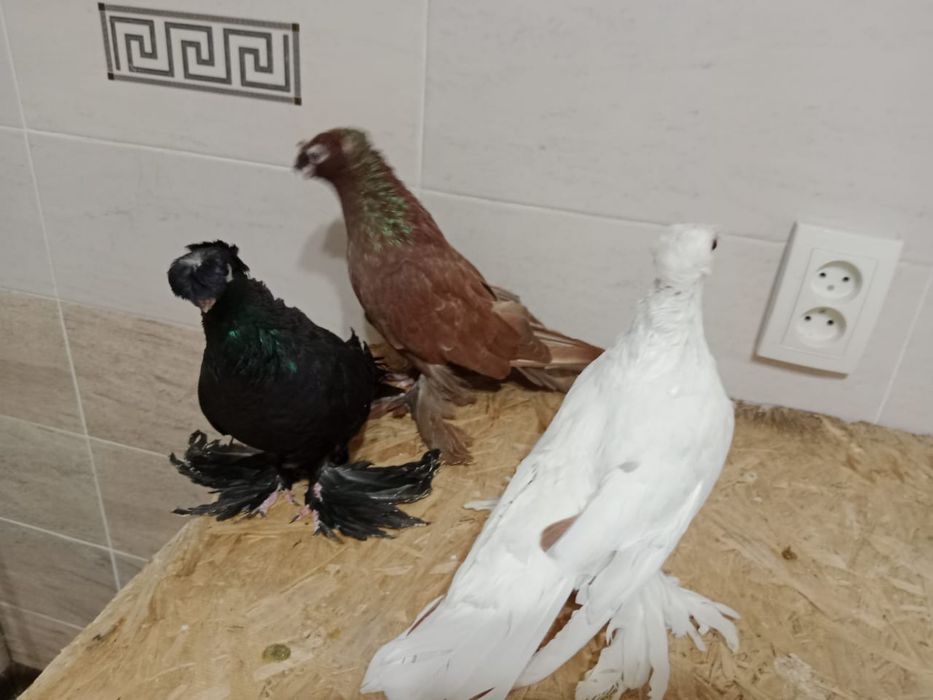 Продам    голубей