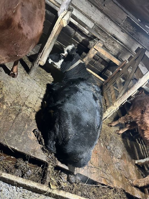 Продам корову стельная