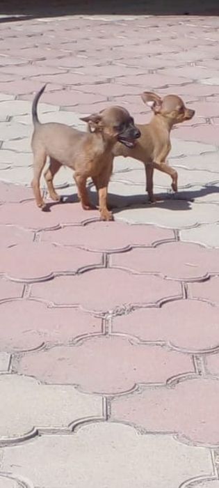 Той терьер щенки