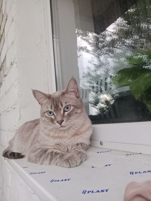 Отдам взрослого кота