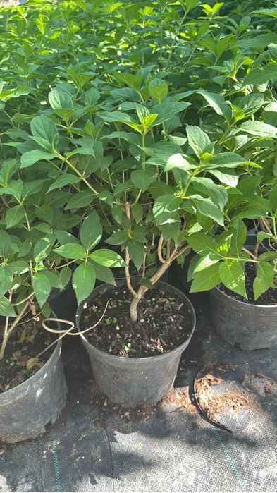 Кустарники                  ,