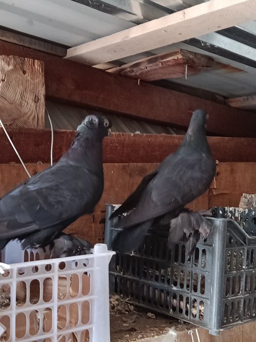 Пара голубей за 10 тысяч