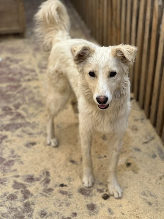 Собаки ищют дом.