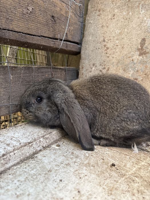 Pui de iepure de vanzare