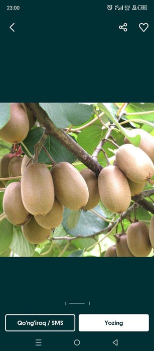 kivi banan guvava arbuts  zaytun  papaya