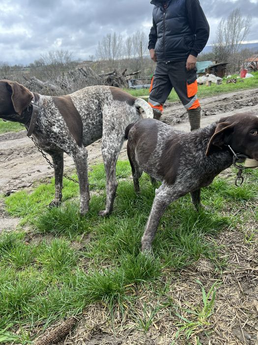 Немски късокосмест пойнтер (Курцхаар)