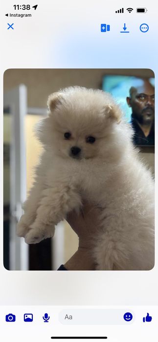 Померанче,момченце