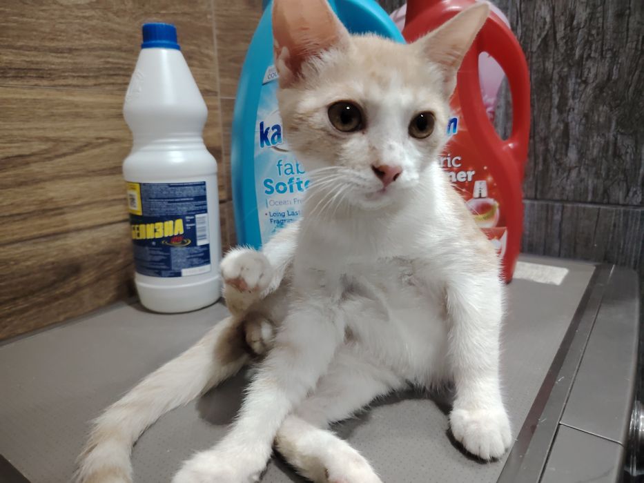 Отдаётся шикарный рыжик красавчик (котик)