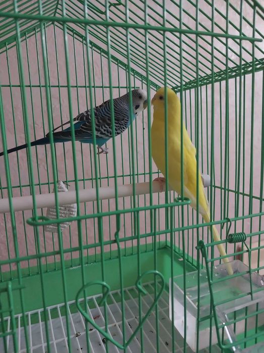 Волнистый попугай