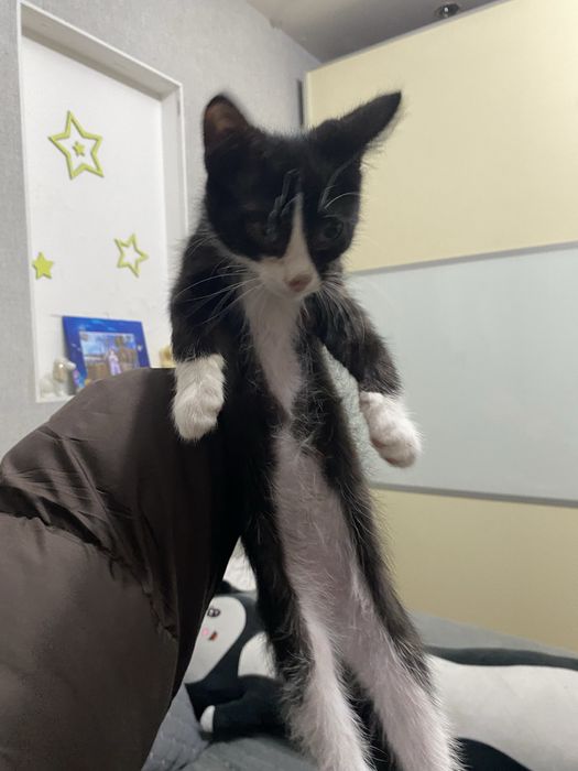 Отдам котенка в добрые руки(мальчик)