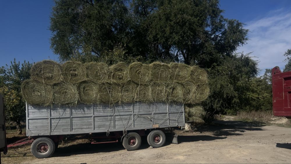 Жонышка жай шоп