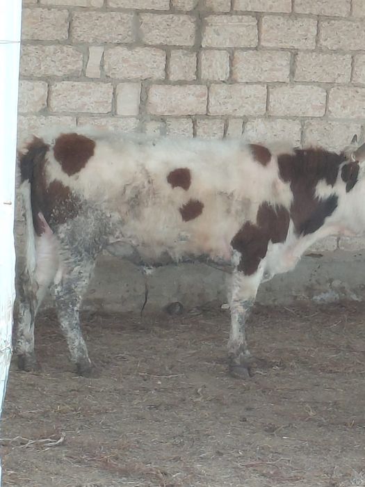 Буқалар сатылады