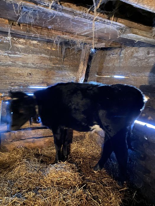 Продам корову с телочкой